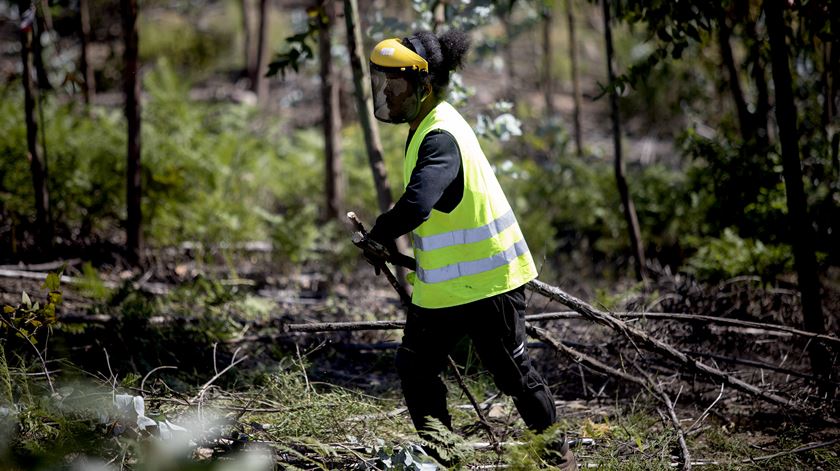 Há 100 milhões disponíveis para financiar uma melhor gestão da floresta no Pinhal Interior. Foto: Joana Bourgard/RR