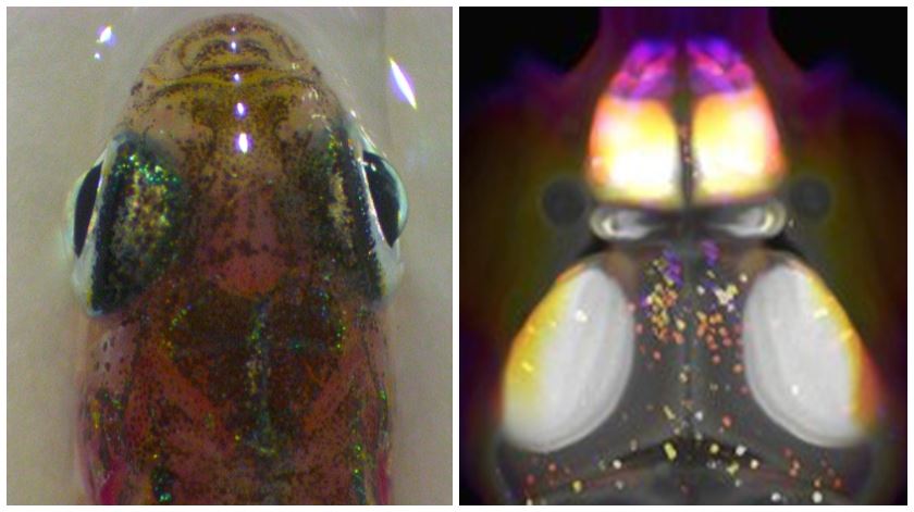 Estudo sobre sono dos peixes procura avanços no tratamento da insónia em humanos Estudo sobre sono dos peixes procura avanços no tratamento da insónia em humanos