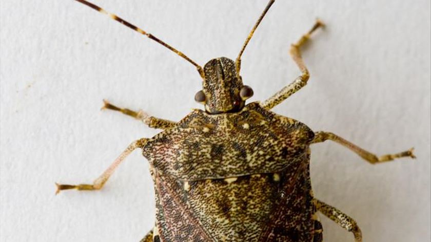"Praga" em Lisboa. Percevejos asiáticos mais perto de se tornarem espécie invasora