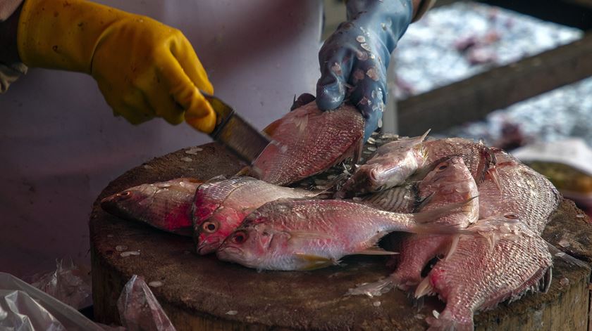 Laboratório em Matosinhos quer transformar desperdício do pescado em "produtos úteis"