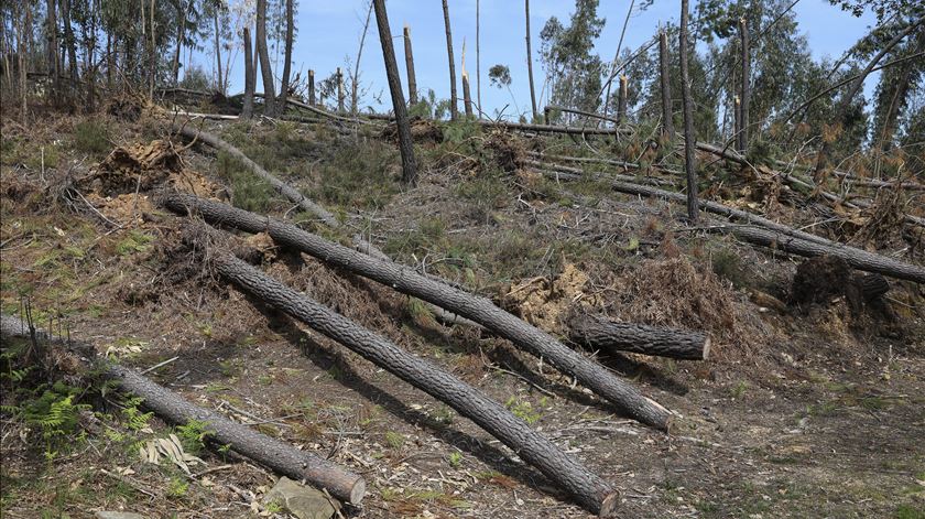 Pinhal Interior teme verão difícil com árvores derrubadas e caminhos impedidos Pinhal Interior teme verão difícil com árvores derrubadas e caminhos impedidos