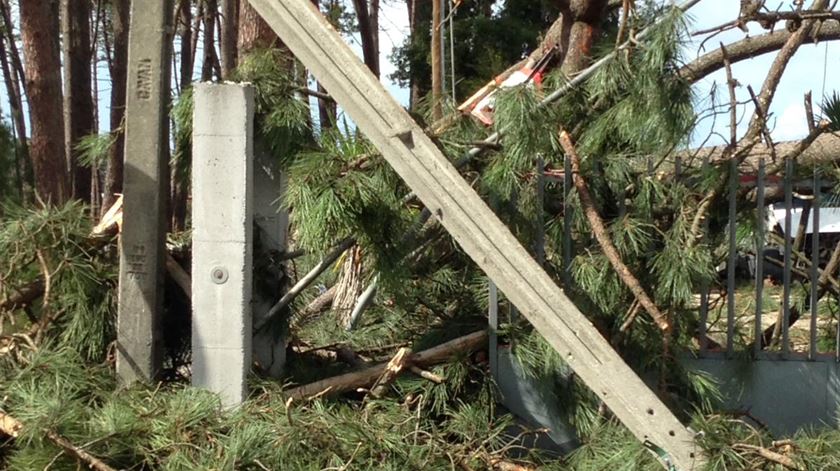 Pinheiro que caiu e linha de media tensao em Monte Redondo Leiria Danos nas linhas elétricas devido à tempestade Leslie eletricidade Foto: EDP Distribuição