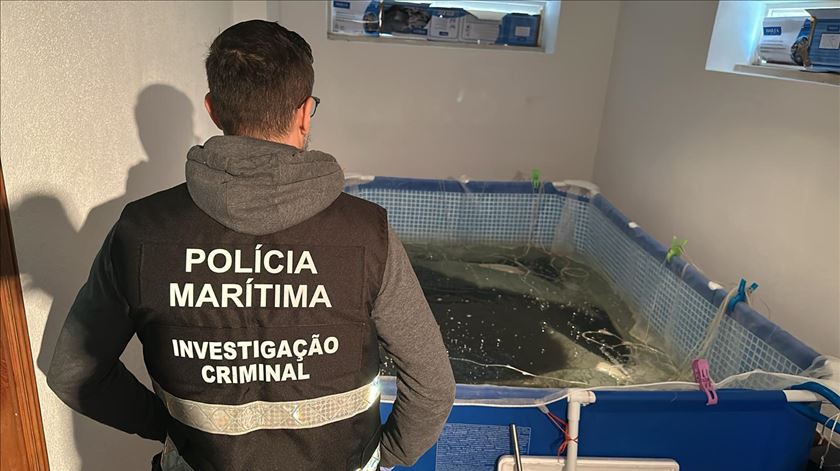 MP acusou 29 pessoas envolvidas em rede de captura e comercialização de meixão