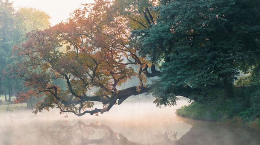 Em terceiro lugar, a Árvore da Polónia inclina-se ao pé de uma ilha junto ao fosso de um antigo castelo. Foto: Tree Of The Year Europe Em terceiro lugar, a Árvore da Polónia inclina-se ao pé de uma ilha junto ao fosso de um antigo castelo. Foto: Tree Of The Year Europe