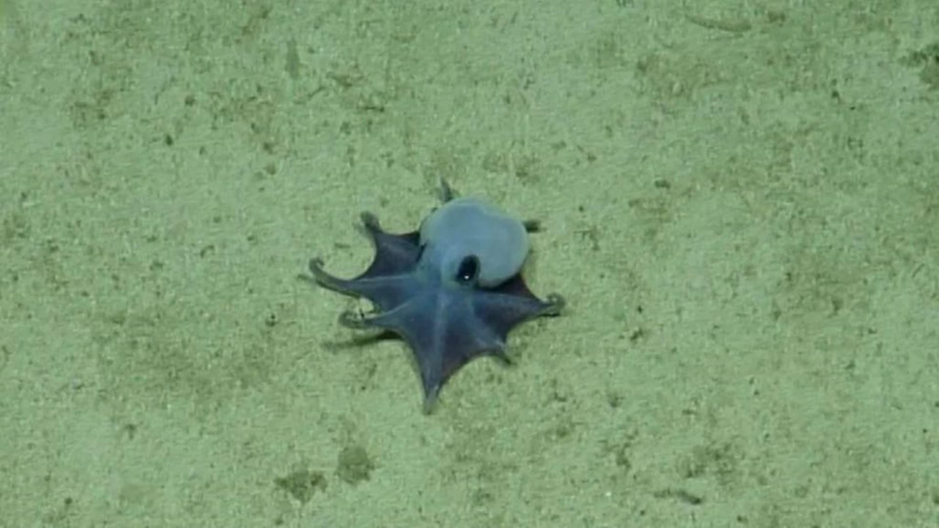 Nova espécie de polvo de águas profundas descoberta nas Ilhas Galápagos