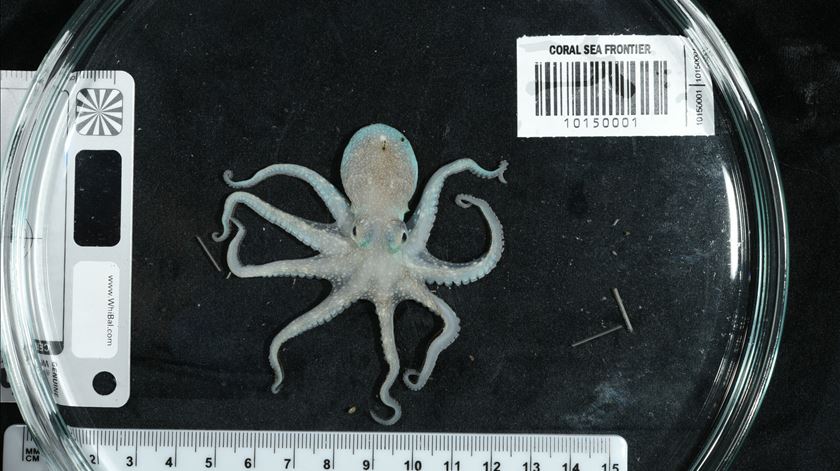Investigadores internacionais identificaram até agora mais de 110 espécies de peixes e invertebrados "novas para a ciência", um número que poderá chegar a 200 quando forem realizadas todas as análises. Foto: Ocean Census