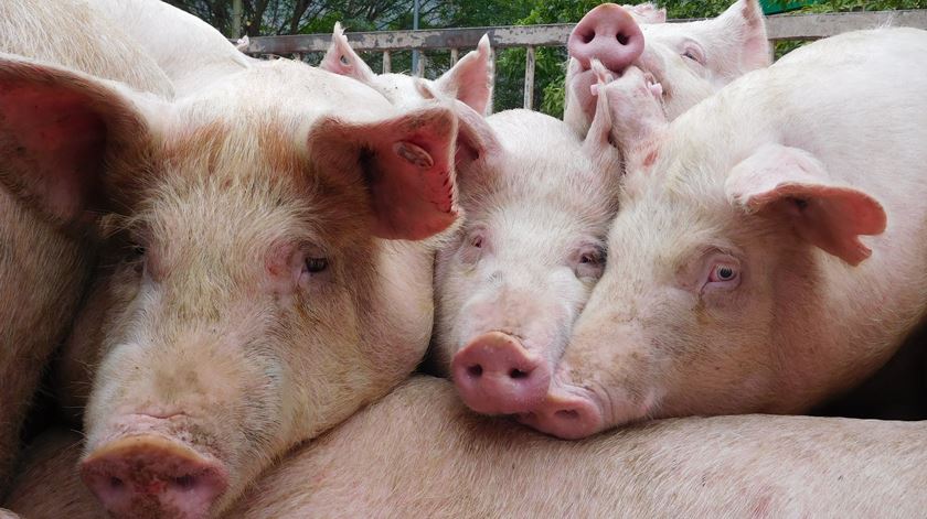 Portugal continua livre da peste suína e não suspende importações de Espanha