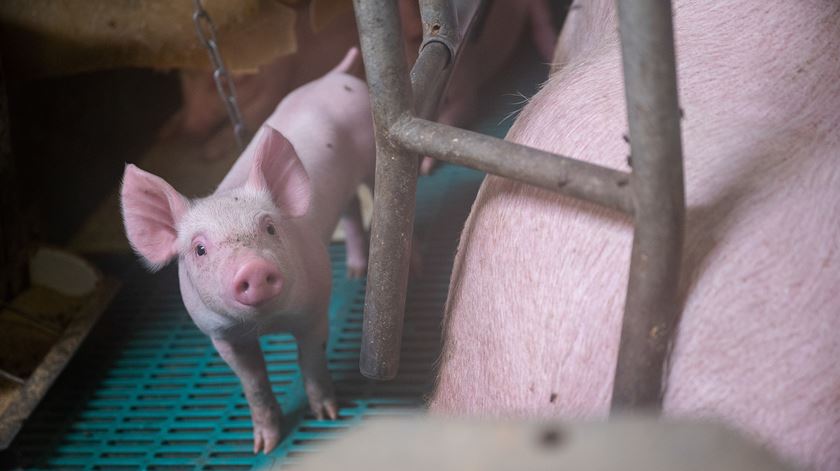 Fígado de porco geneticamente modificado transplantado com sucesso para paciente humano