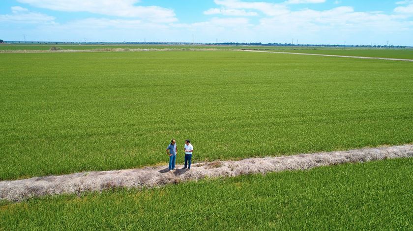 “O desafio do agricultor é produzir de forma mais sustentável, sem perdas de produtividade”