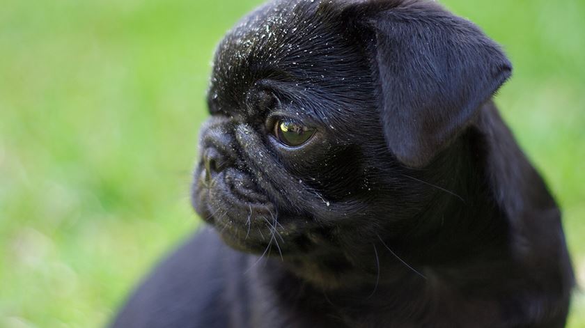 cão, pug. Foto: Flickr