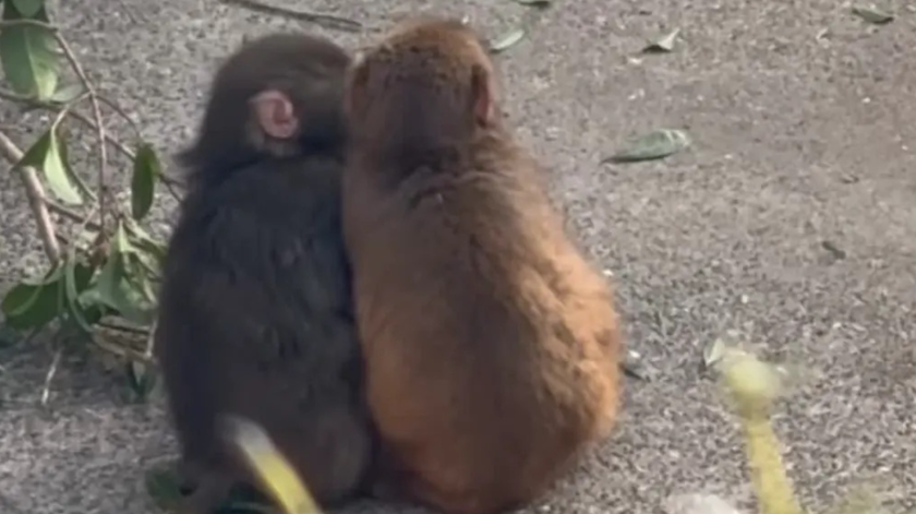 Punch. Macaco solitário que comoveu o mundo arranjou uma companheira Punch. Macaco solitário que comoveu o mundo arranjou uma companheira