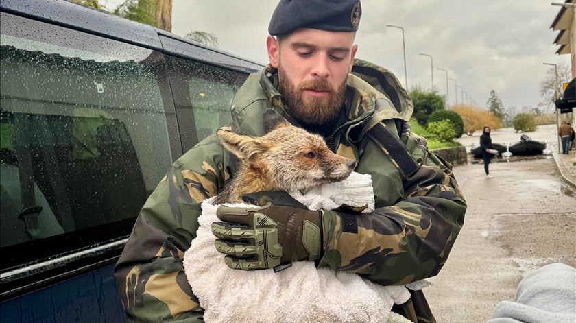 Vídeo. Fuzileiros resgatam raposa na região centro atingida pelas cheias