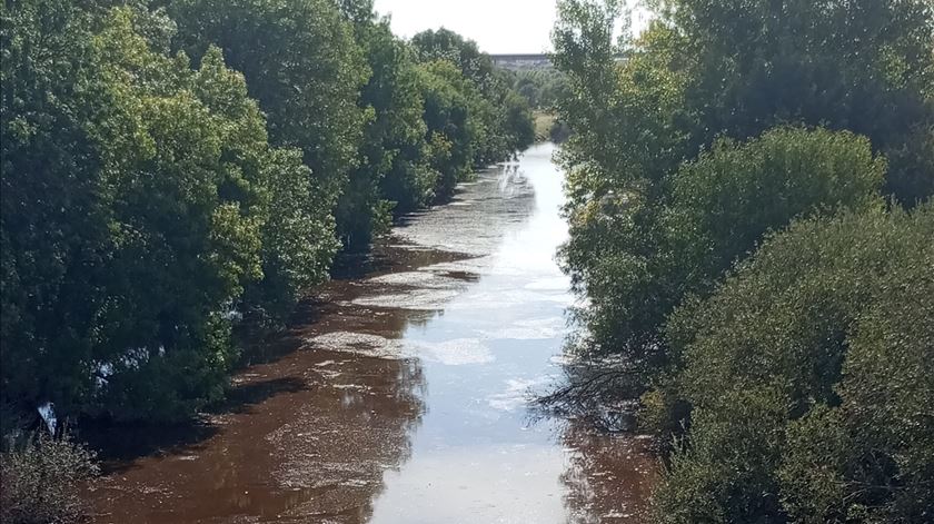 Quercus denuncia surgimento de peixes mortos no rio Caia Quercus denuncia surgimento de peixes mortos no rio Caia