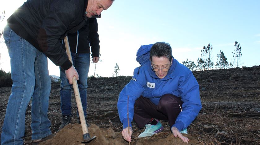 Rosa Mota em Folgosinho a plantar um castanheiro. Foto Liliana Carona/Renascença