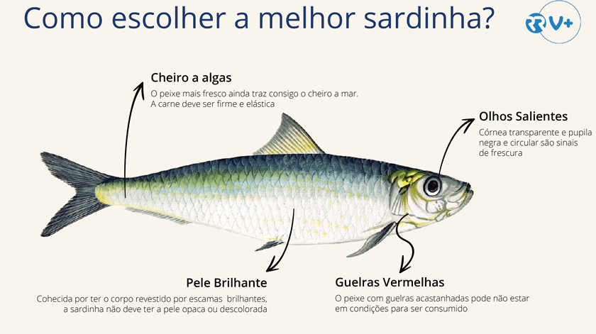 Infografia Como escolher a melhor sardinha Rui Barros