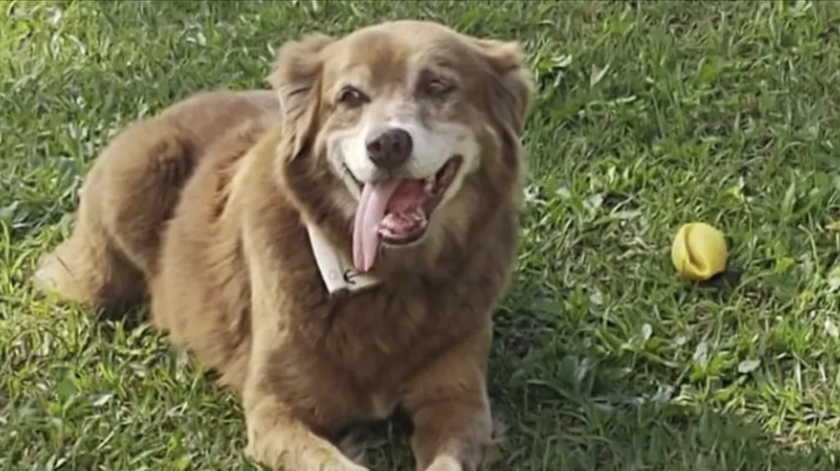 Cão que nunca deixou o túmulo do dono inspira lei sobre enterro de animais no Brasil Cão que nunca deixou o túmulo do dono inspira lei sobre enterro de animais no Brasil