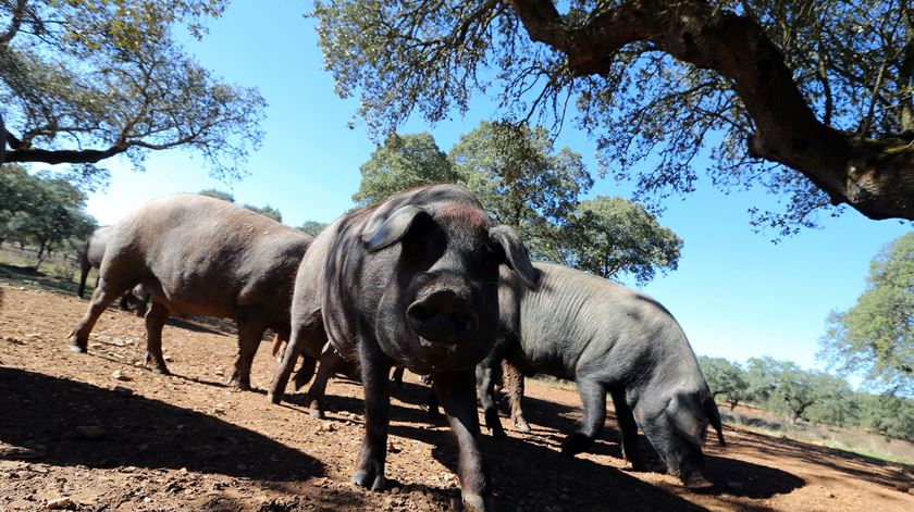 Os animais também são vítimas da seca, face à escassez de água e de alimento. Foto: Nuno Veiga/Lusa