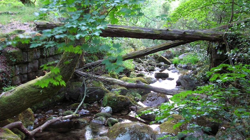 Local onde foi descoberta a nova espécie, no Parque Nacional da Peneda-Gerês. Foto: CIBIO-InBIO