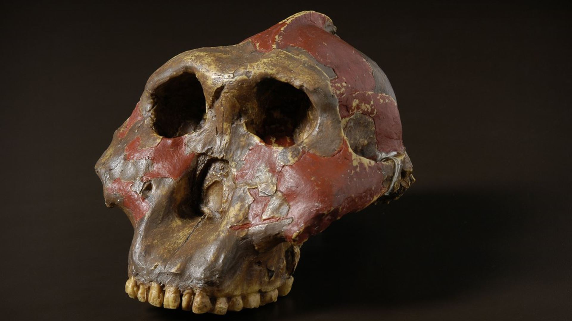 Novos fósseis revelam mãos e capacidades dos primeiros hominídeos