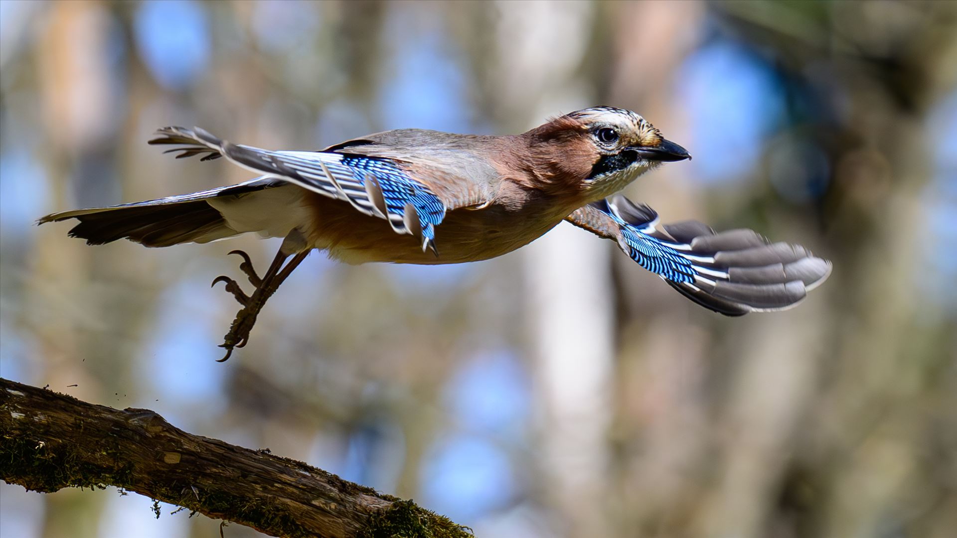 Biodiversidade em 36% dos habitats pode desaparecer devido ao clima extremo até 2085