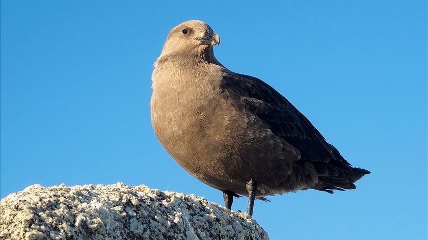 Austrália deteta primeiro caso suspeito de gripe aviária H5N1 no continente Austrália deteta primeiro caso suspeito de gripe aviária H5N1 no continente