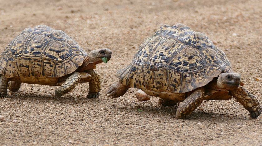 Um casal de "stigmochelys Pardalis", conhecidas como tartarugas-leopardo. Foto:: Flickr.