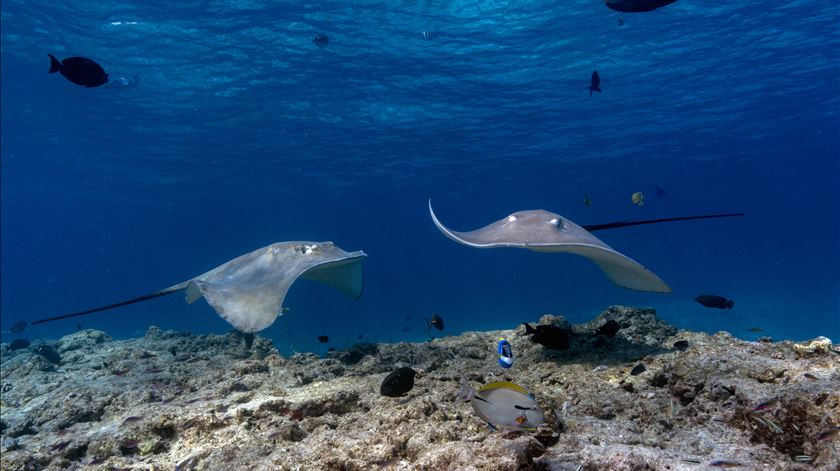 Dia Mundial dos Oceanos alerta para importância das áreas marinhas protegidas