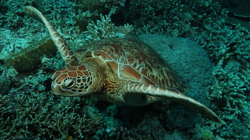 Passito a passito, tartaruga-verde deixa lista de espécies em risco de extinção