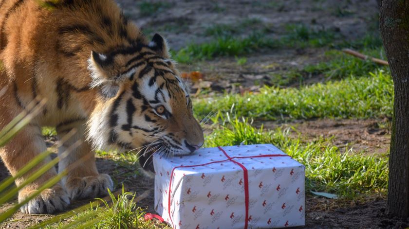 Tigre Natal Foto: Jardim Zoológico de Lisboa