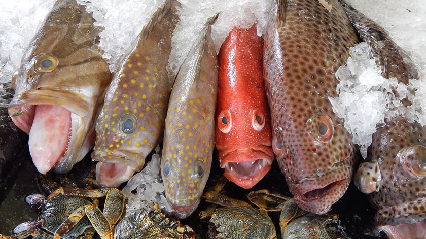 Peixes dos corais do Tonga em exibição da Feira Agrícola Real. Foto: Mary Lyn Fonua