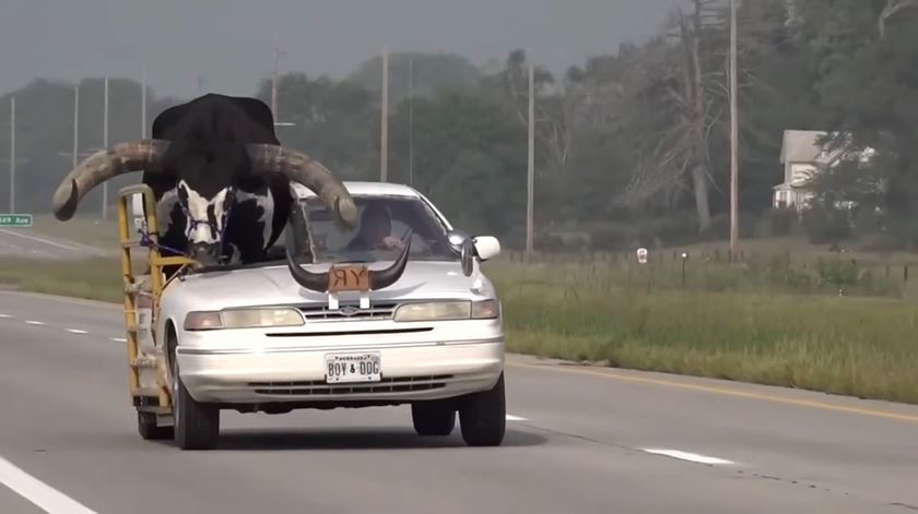 Um touro gigante à pendura num carro? Aconteceu nos EUA
