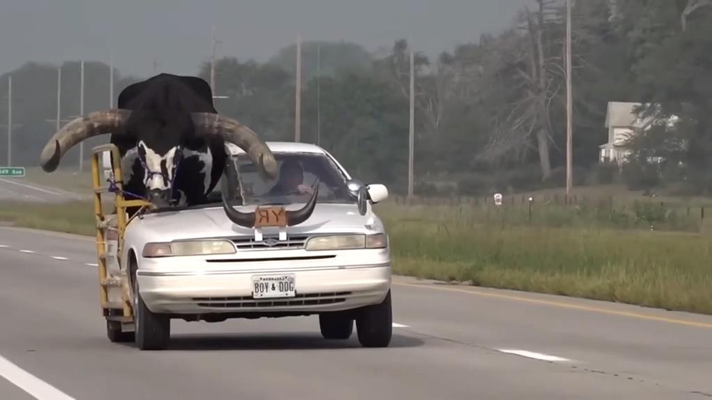 Um touro gigante à pendura num carro? Sim, aconteceu nos Estados Unidos