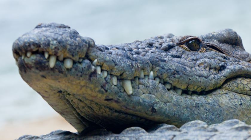 Crocodilo do Nilo. Foto: Freepik