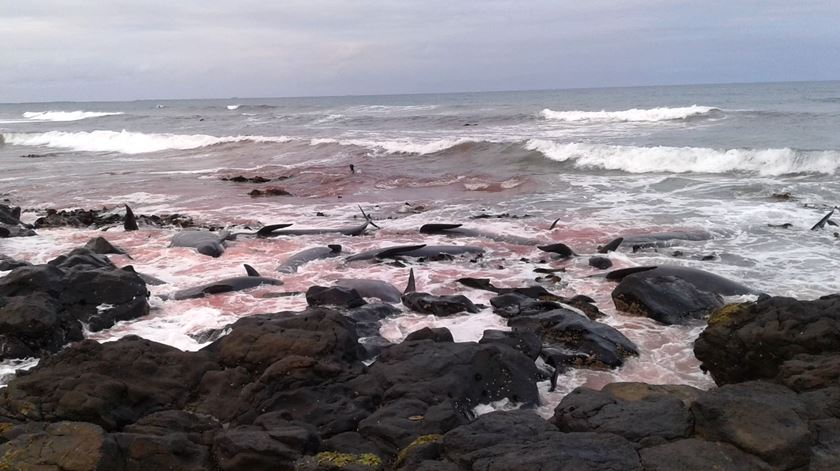 Baía de Hanson, na ilha Chatham. Foto: Departamento de Conservação da Nova Zelândia