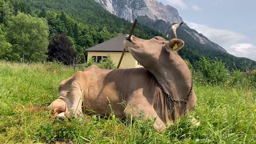 A vaca Veronika não anda de bicicleta, mas sabe usar ferramentas. Veja o vídeo