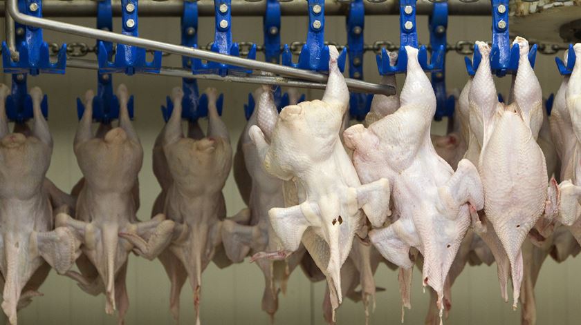 Hong Kong e Macau proíbem importação de frango de Lisboa após casos de gripe aviária