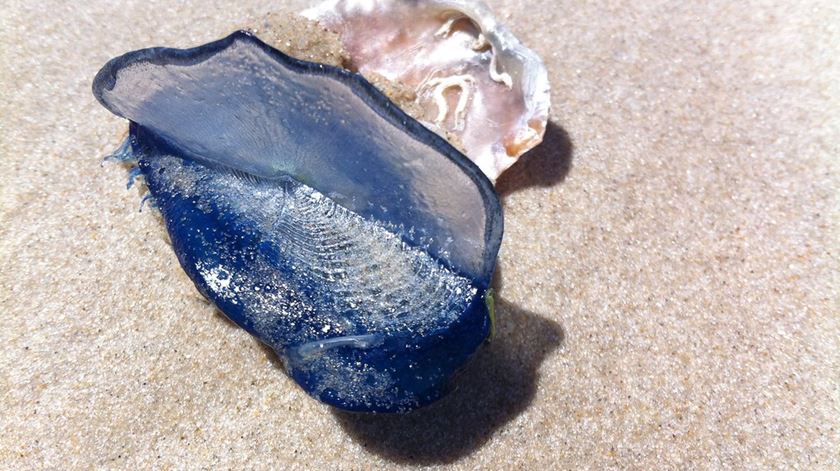 "Velella Velella" ou Medusa Veleiro. Foto: DR