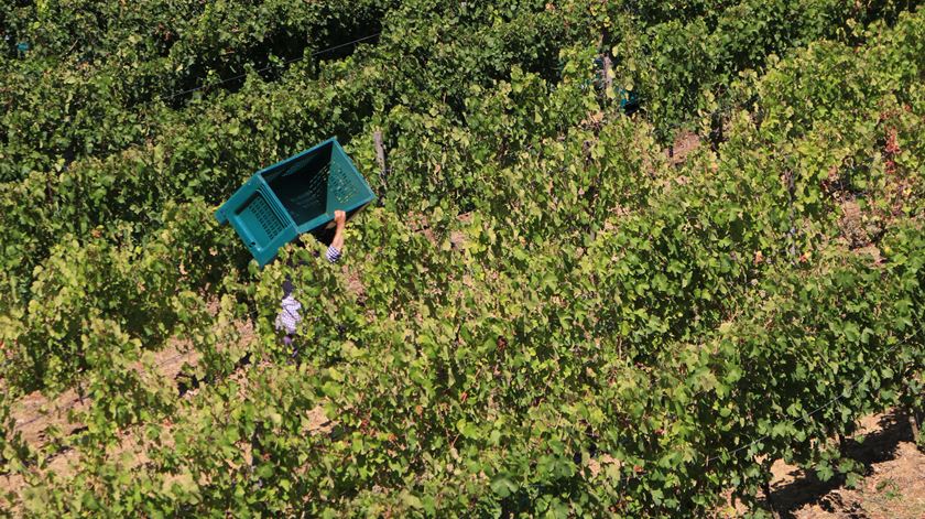 Douro Vindima Vinha 01/08/17 Foto: Gonçalo Costa/RR