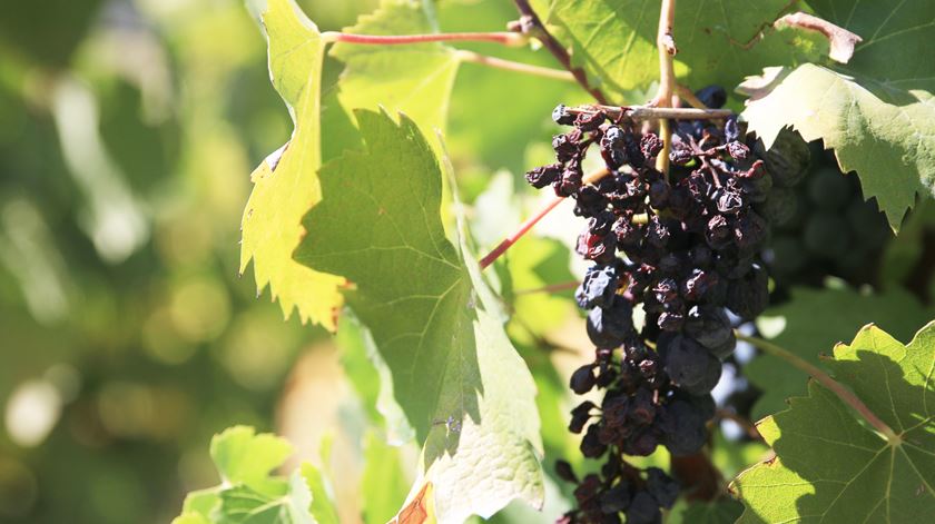 Uvas secas Douro Vinho 01/08/17 Foto: Gonçalo Costa/RR