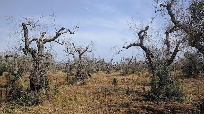Mais do que uma em cada três espécies de árvores ameaçadas de extinção