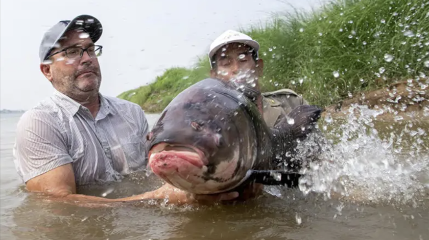 Com uma ajuda dos pescadores, os peixes gigantes do Mekong podem escapar à extinção Com uma ajuda dos pescadores, os peixes gigantes do Mekong podem escapar à extinção